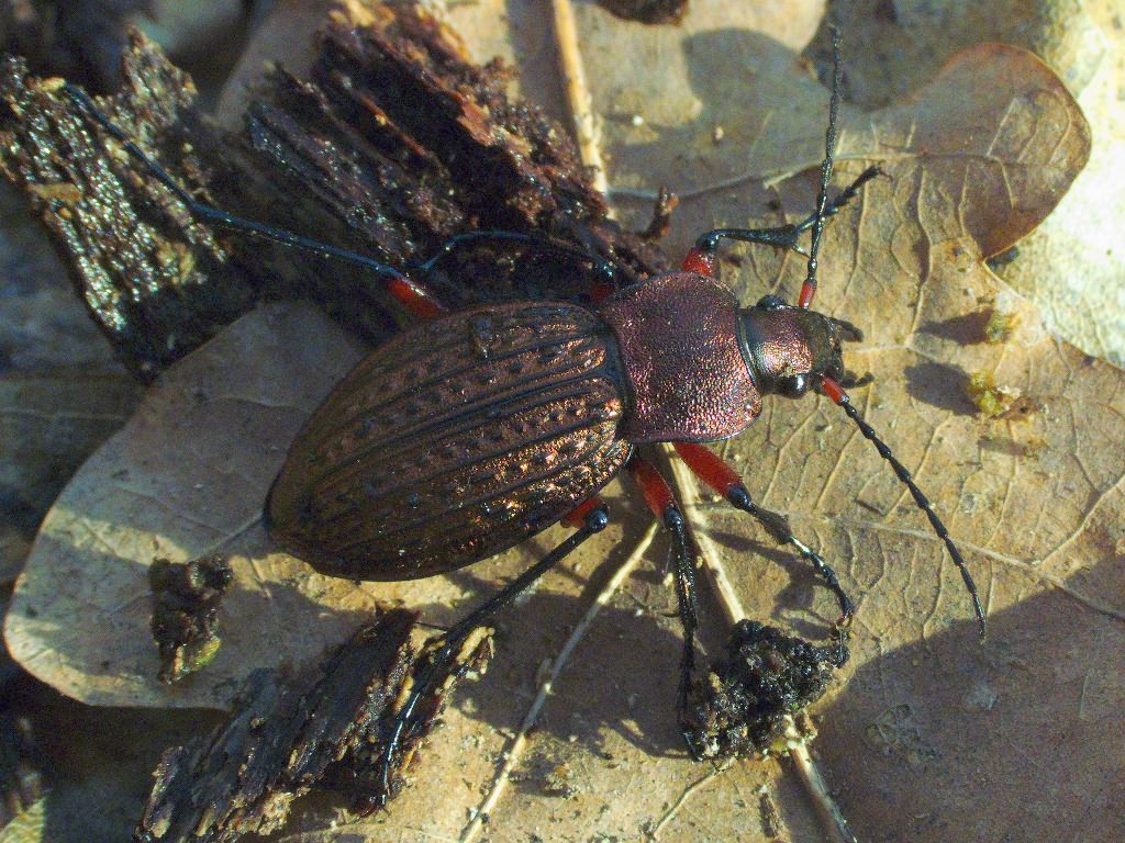 cancellatus Illiger, 1798